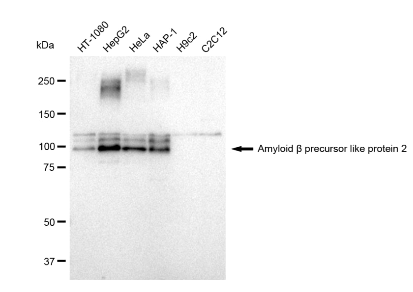 APLP-2 Antibody (23GB1595)