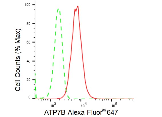 ATP7b Antibody (23GB3945)