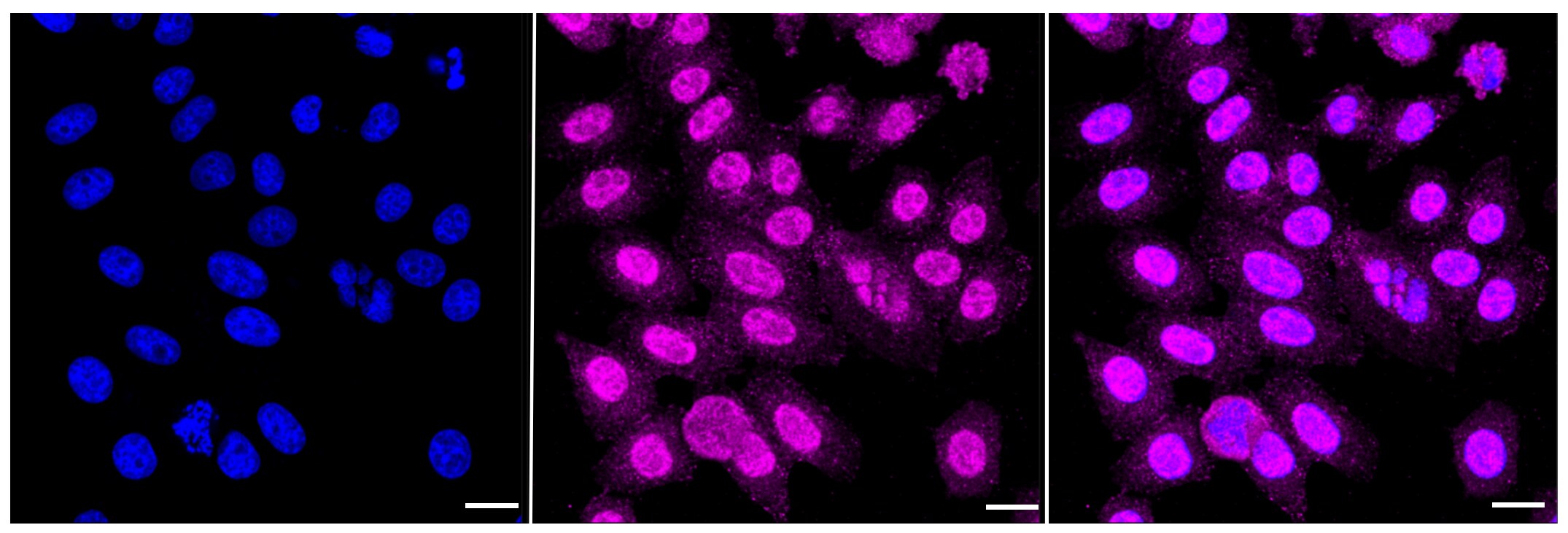 APPL Antibody (23GB1570)