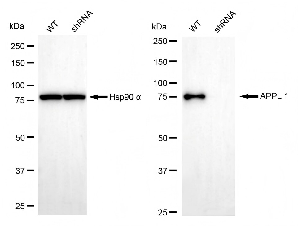 APPL Antibody (23GB1570)