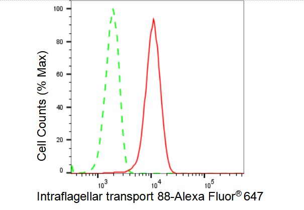IFT88 Antibody (23GB4015)