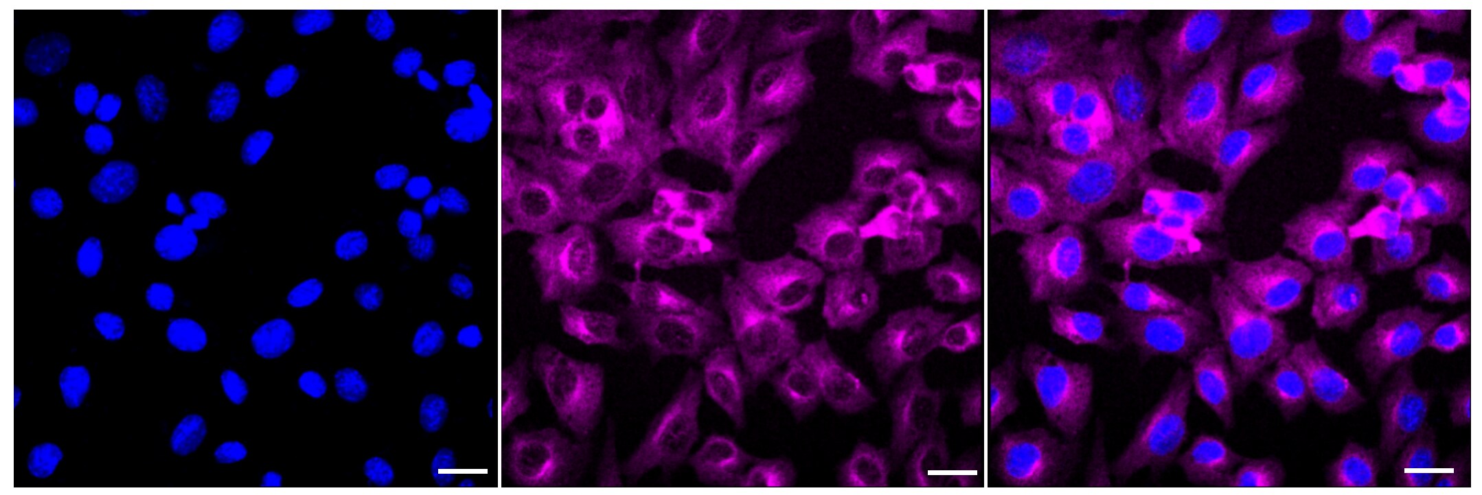 Kinesin 5B Antibody (23GB4030)
