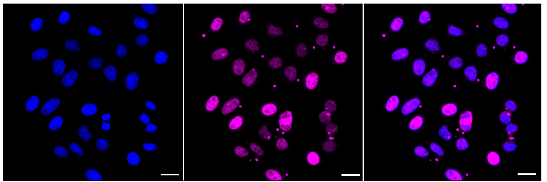 MKLP1 Antibody (23GB4035)
