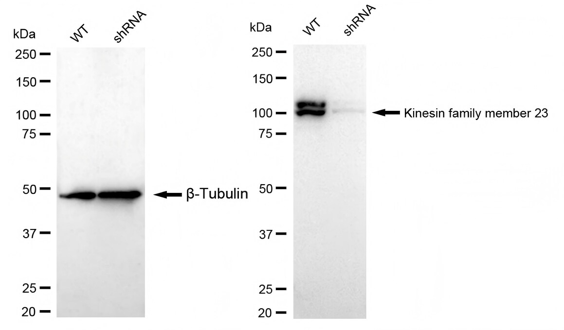 MKLP1 Antibody (23GB4035)