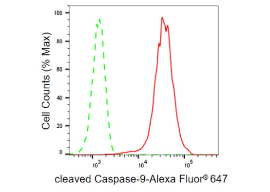 Caspase-9 Antibody (23GB725)