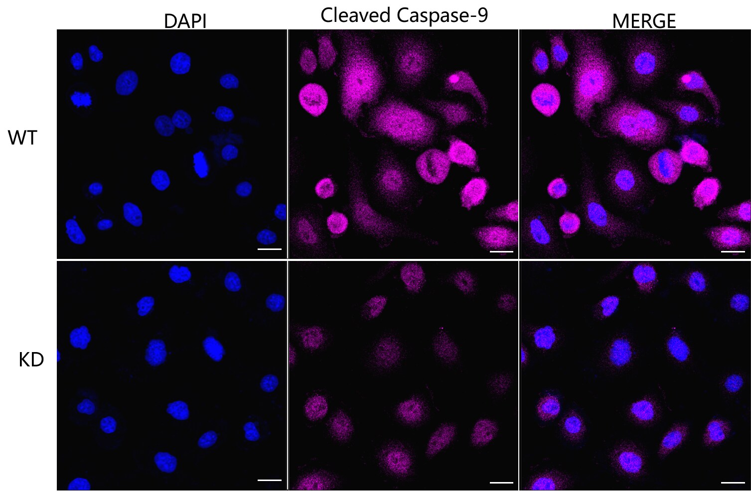 Caspase-9 Antibody (23GB725)