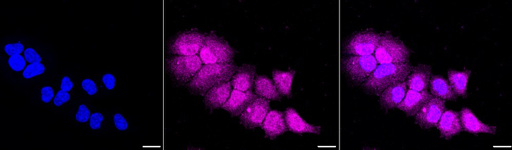 Caspase-9 Antibody (23GB725)