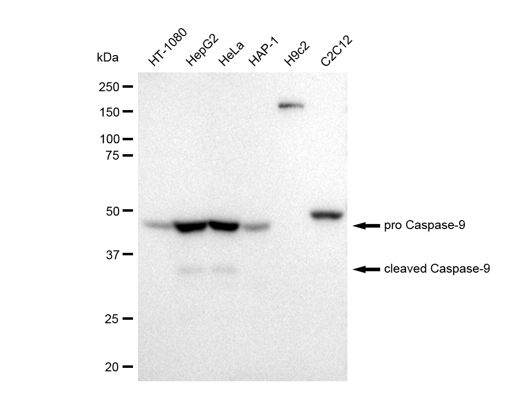 Caspase-9 Antibody (23GB725)