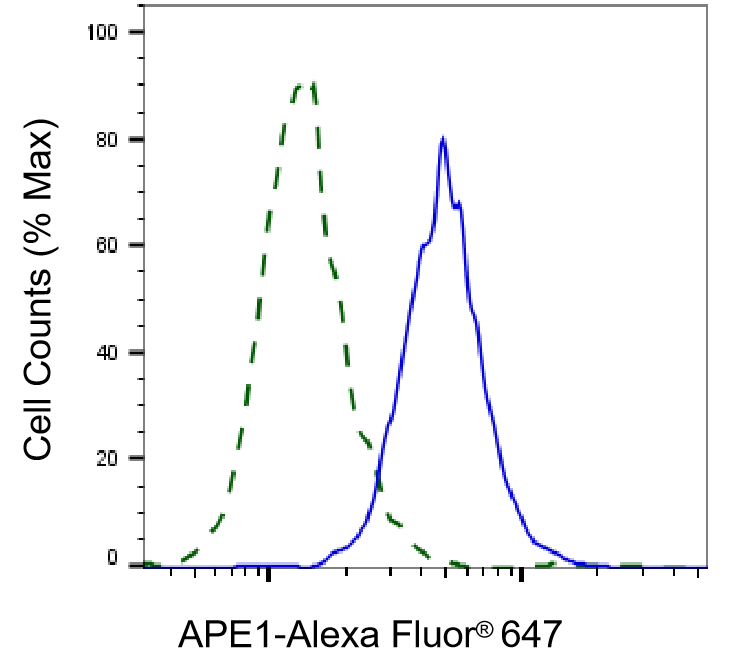 APE Antibody (23GB1220)