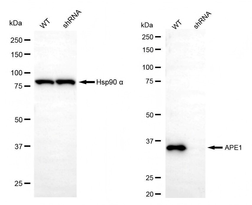 APE Antibody (23GB1220)