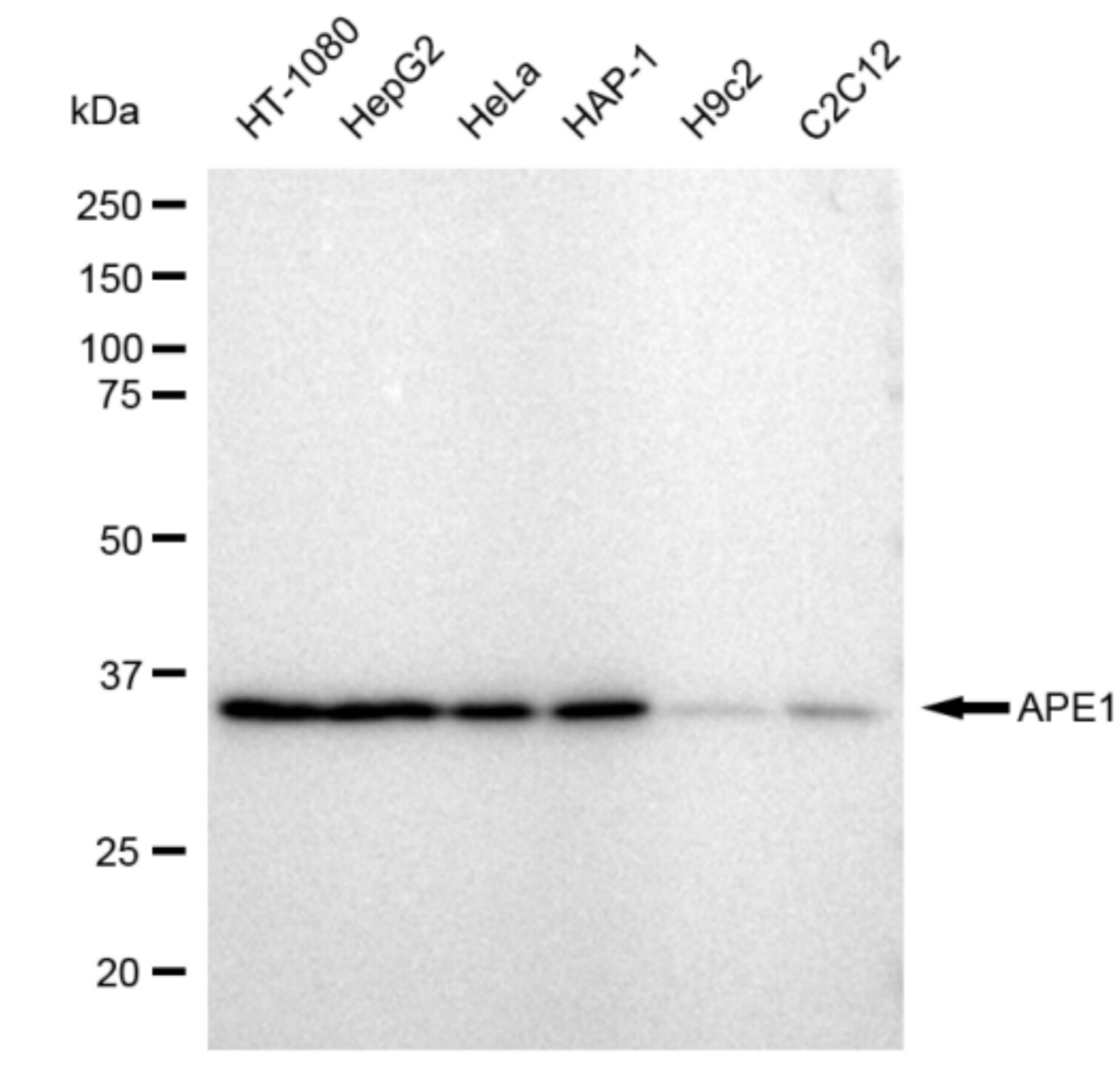 APE Antibody (23GB1220)