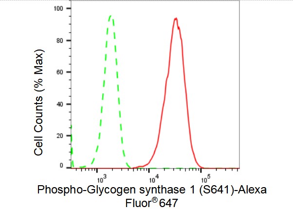 Glycogen Synthase [p Ser641] Antibody (23GB4070)