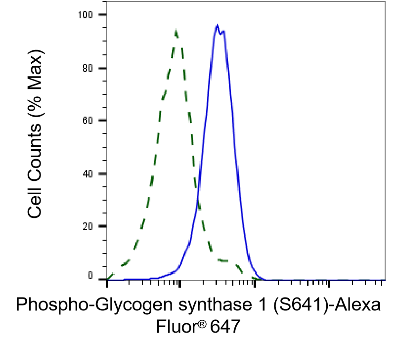 Glycogen Synthase [p Ser641] Antibody (23GB4070)