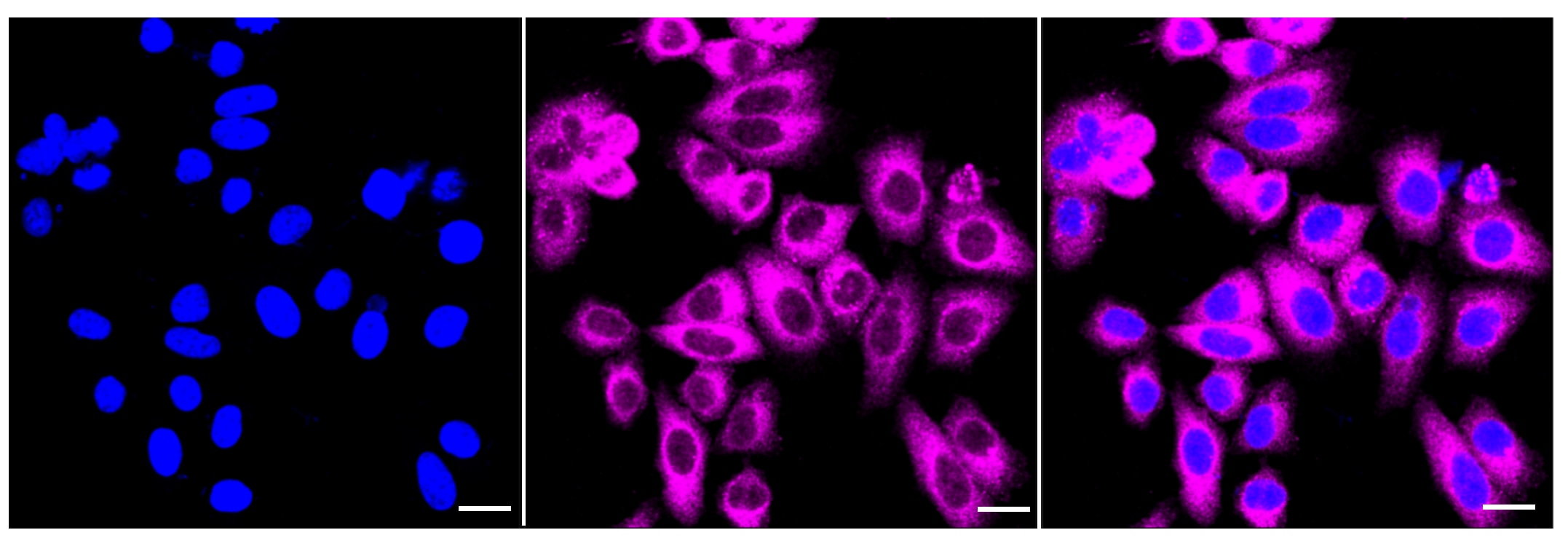 Glycogen Synthase [p Ser641] Antibody (23GB4070)