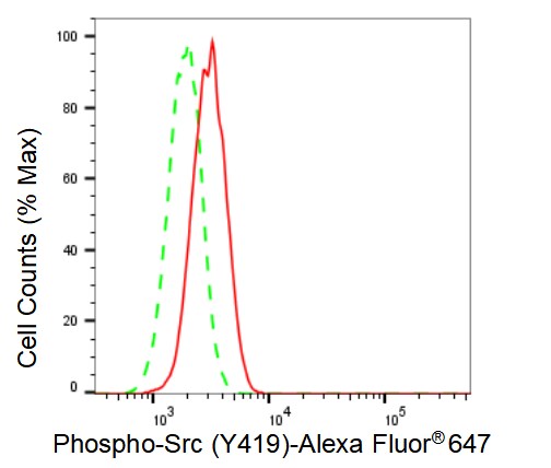Src [p Tyr419] Antibody (23GB4080)