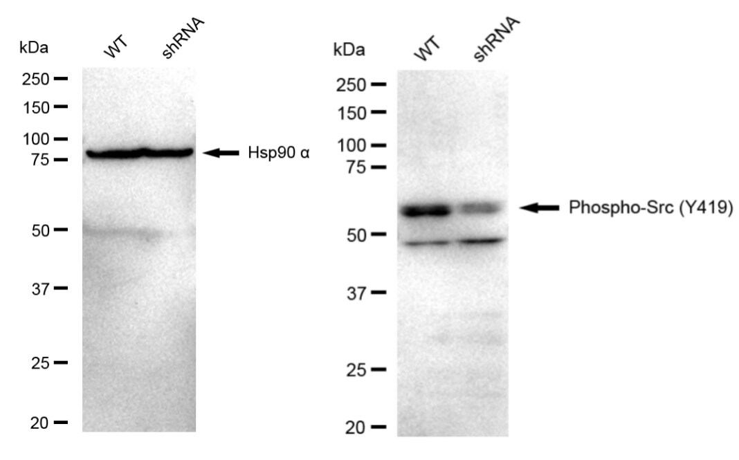 Src [p Tyr419] Antibody (23GB4080)