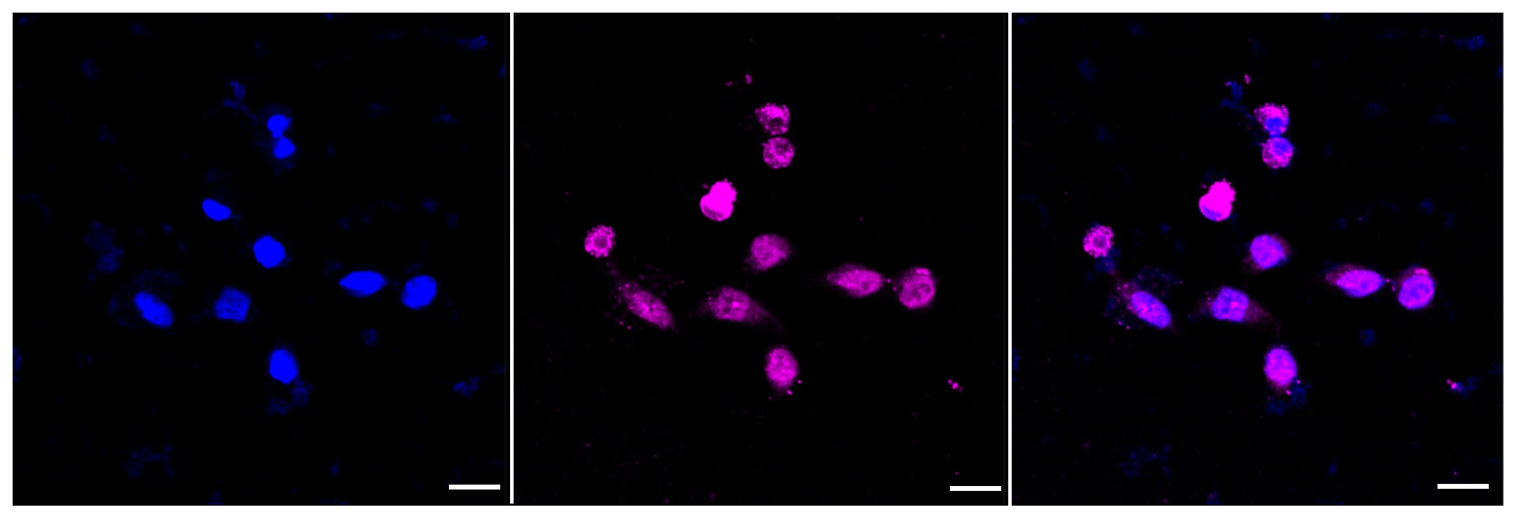 Rad50 Antibody (23GB4115)