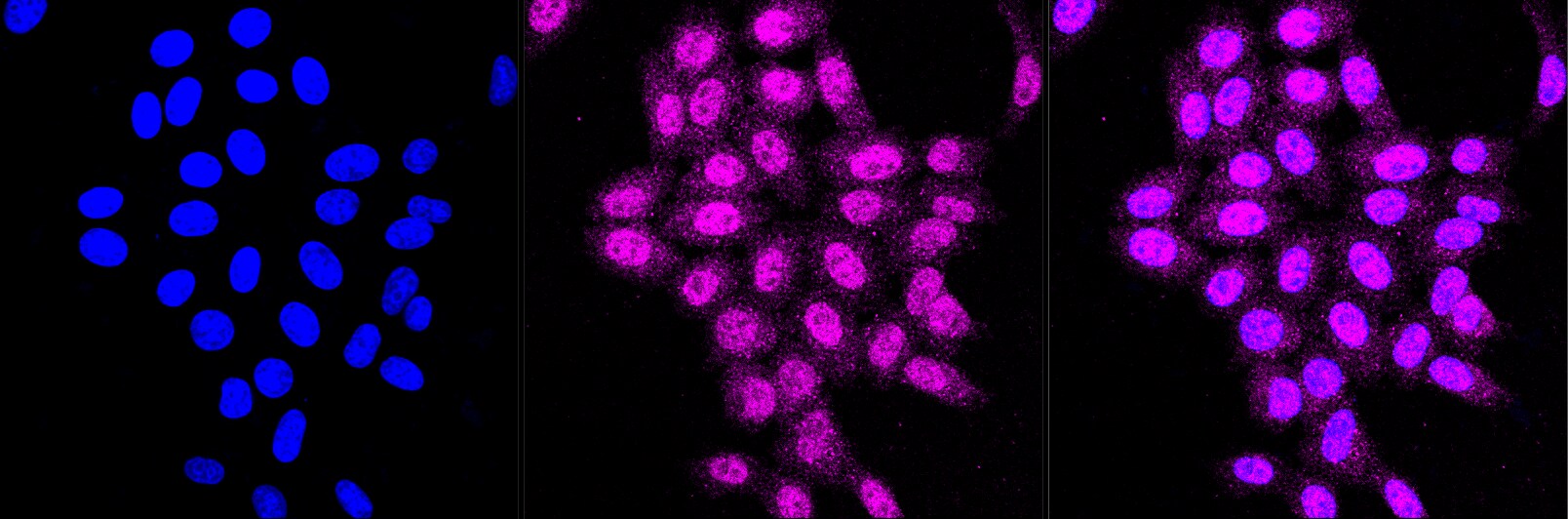 RANBP9 Antibody (23GB4120)