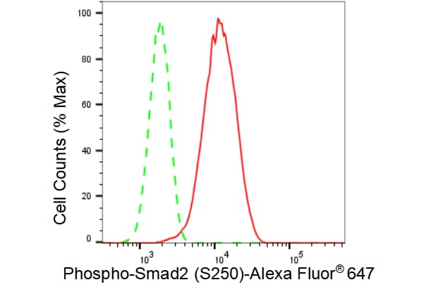 Smad2 [p Ser250] Antibody (23GB4150)