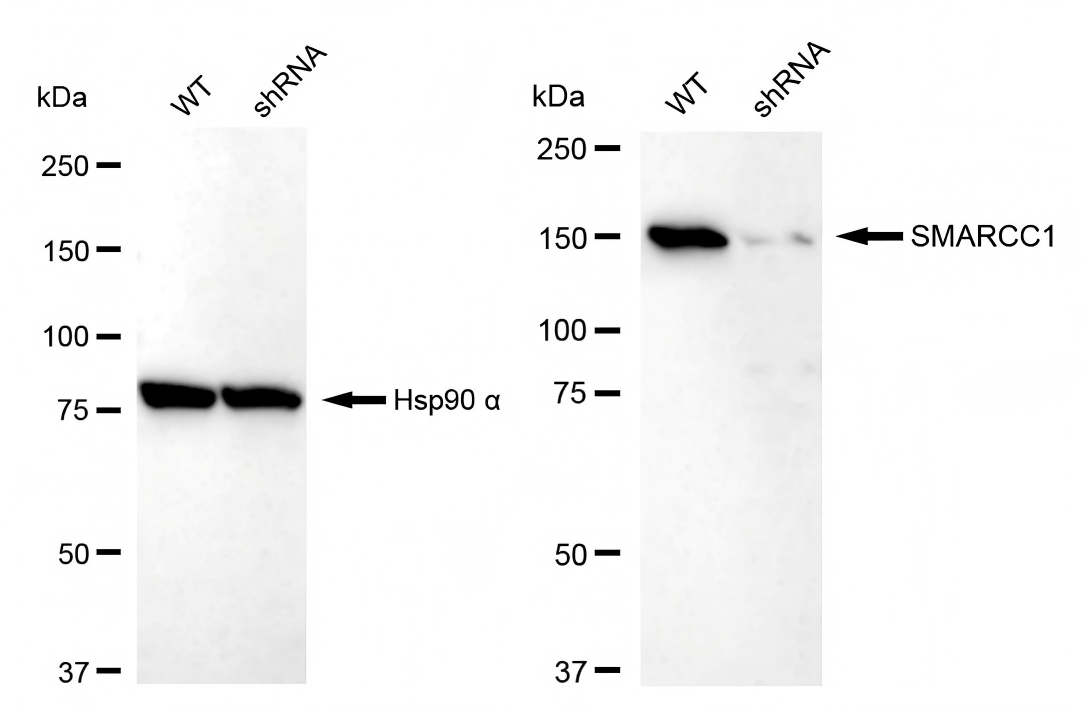 SMARCC1 Antibody (23GB4165)