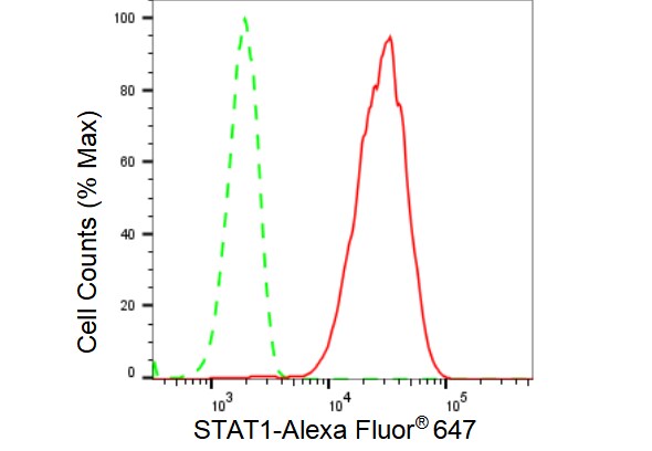 STAT1 Antibody (23GB4185)