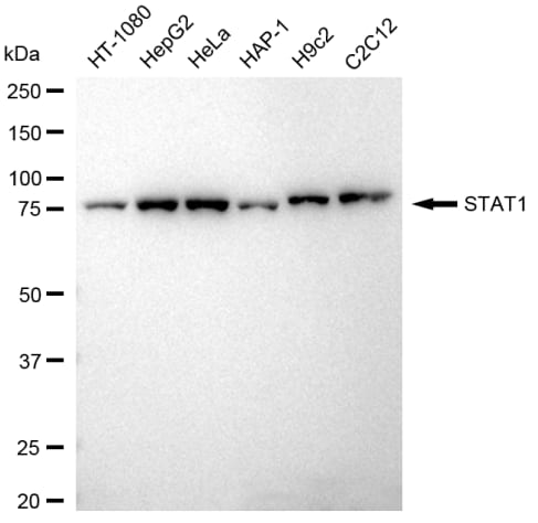 STAT1 Antibody (23GB4185)