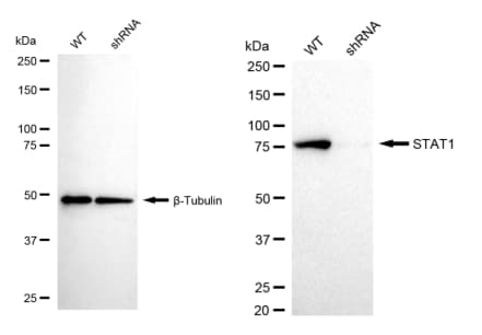 STAT1 Antibody (23GB4185)