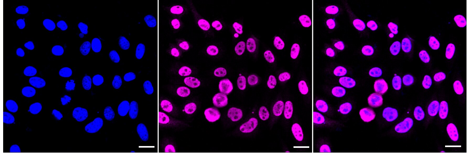 STAT1 [p Ser727] Antibody (23GB4190)