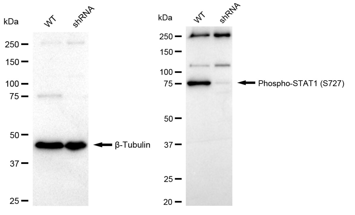 STAT1 [p Ser727] Antibody (23GB4190)