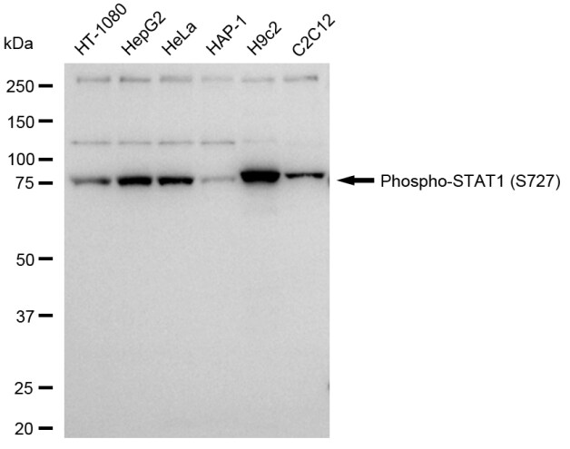 STAT1 [p Ser727] Antibody (23GB4190)