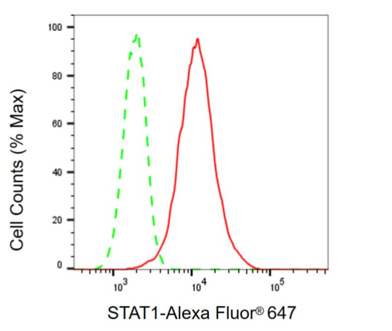 STAT1 Antibody (23GB4195)