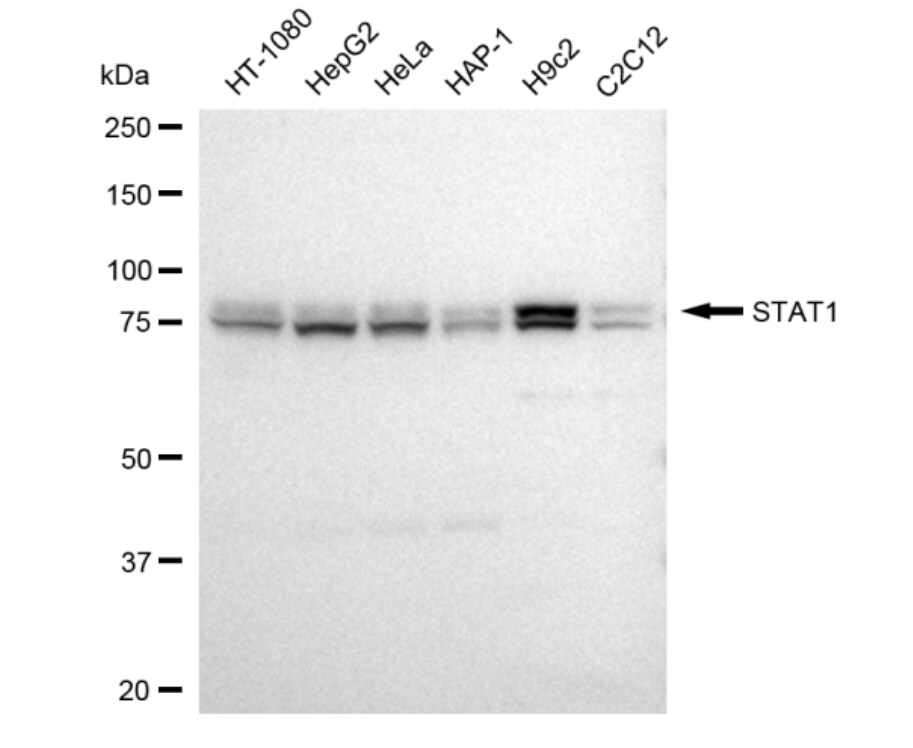 STAT1 Antibody (23GB4195)
