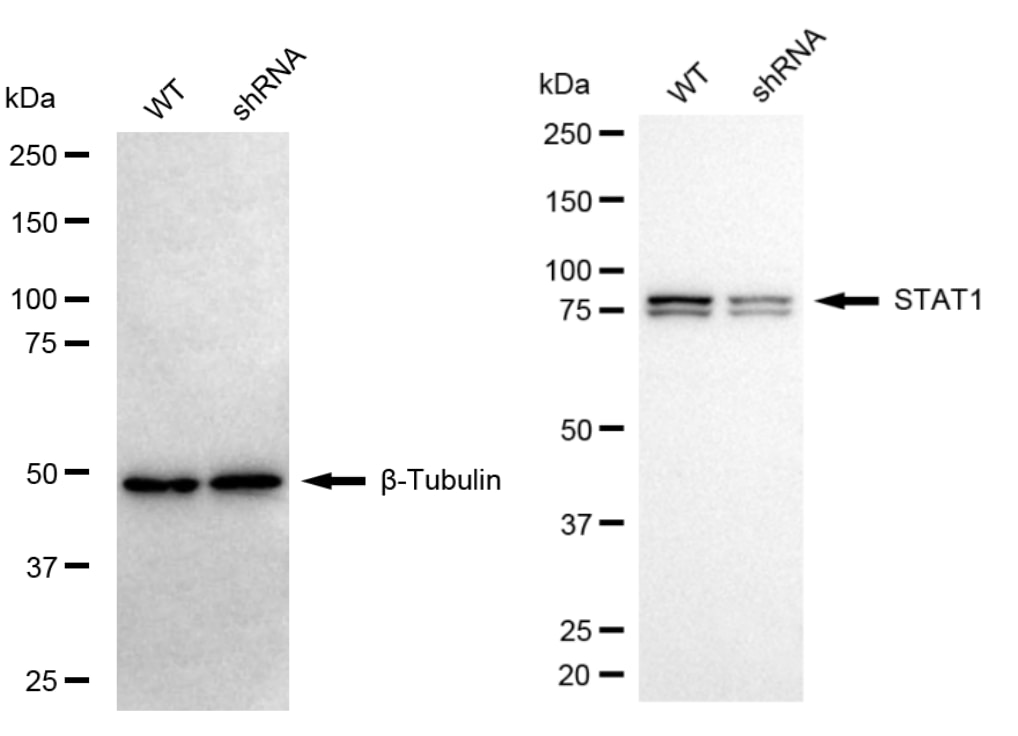 STAT1 Antibody (23GB4195)
