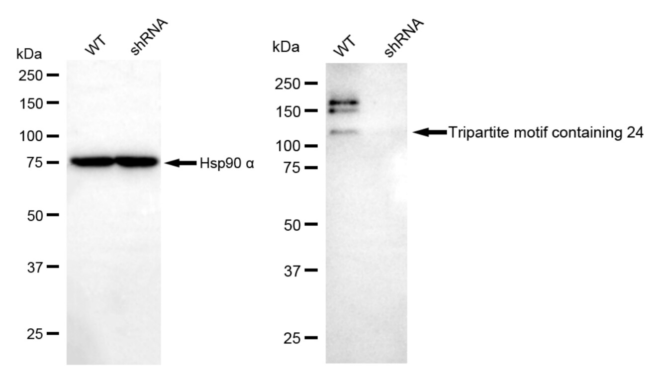 TIF1 alpha Antibody (23GB4235)