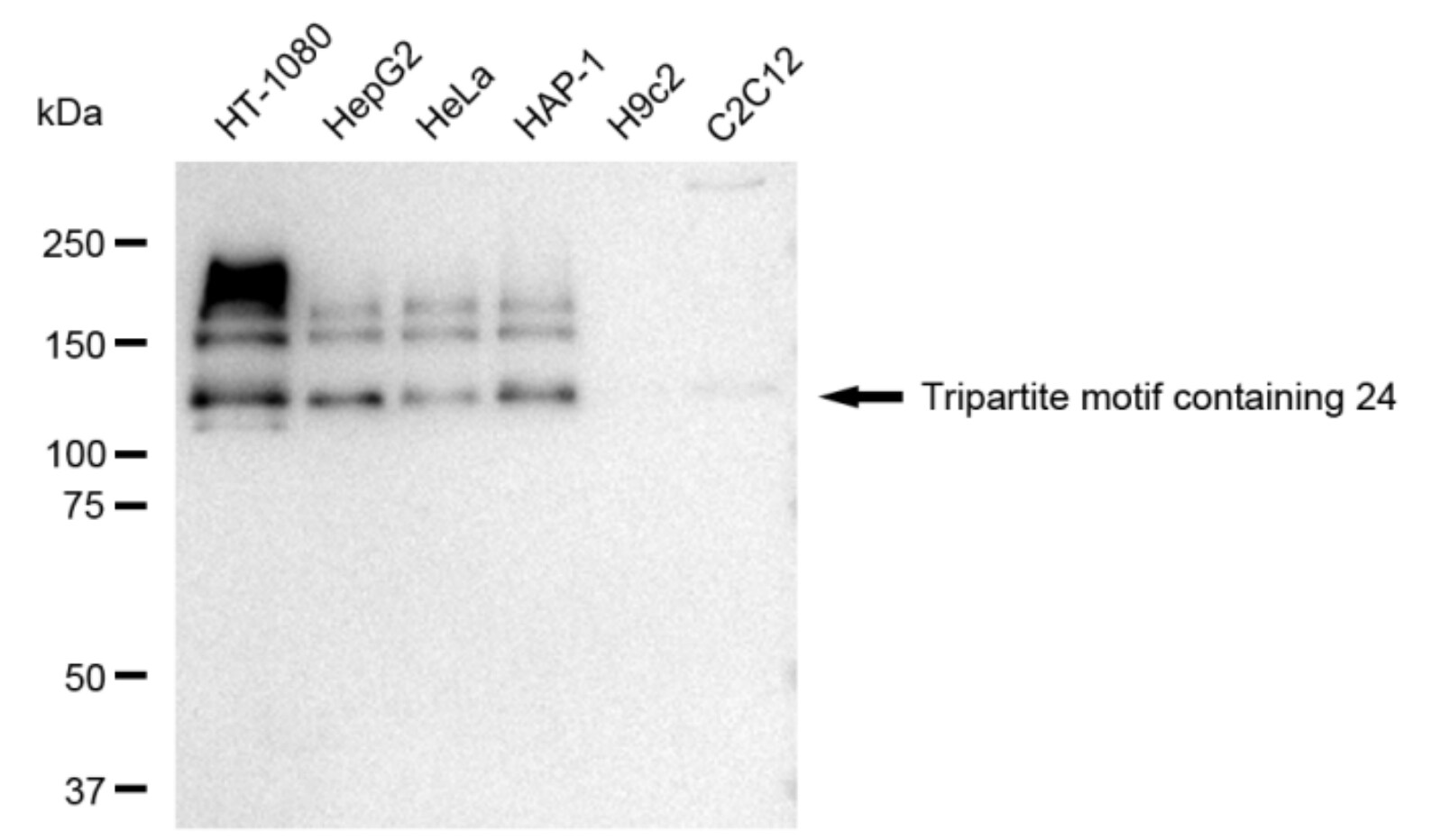 TIF1 alpha Antibody (23GB4235)