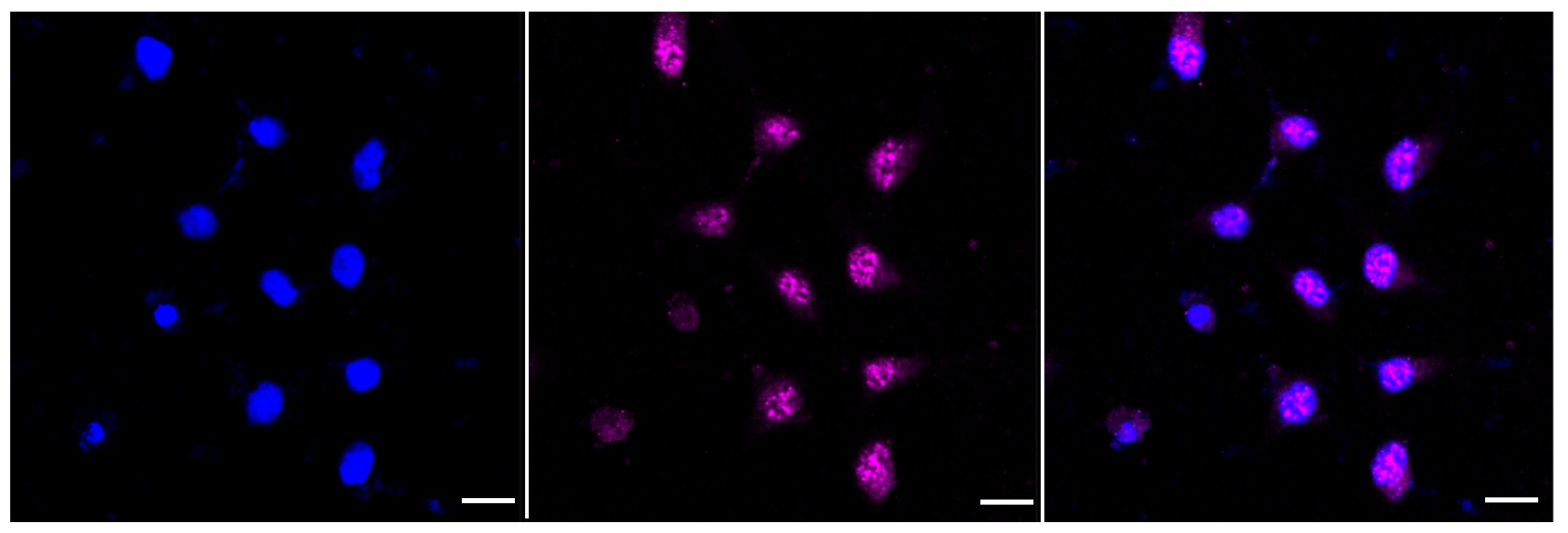 Ufc1 Antibody (23GB4245)