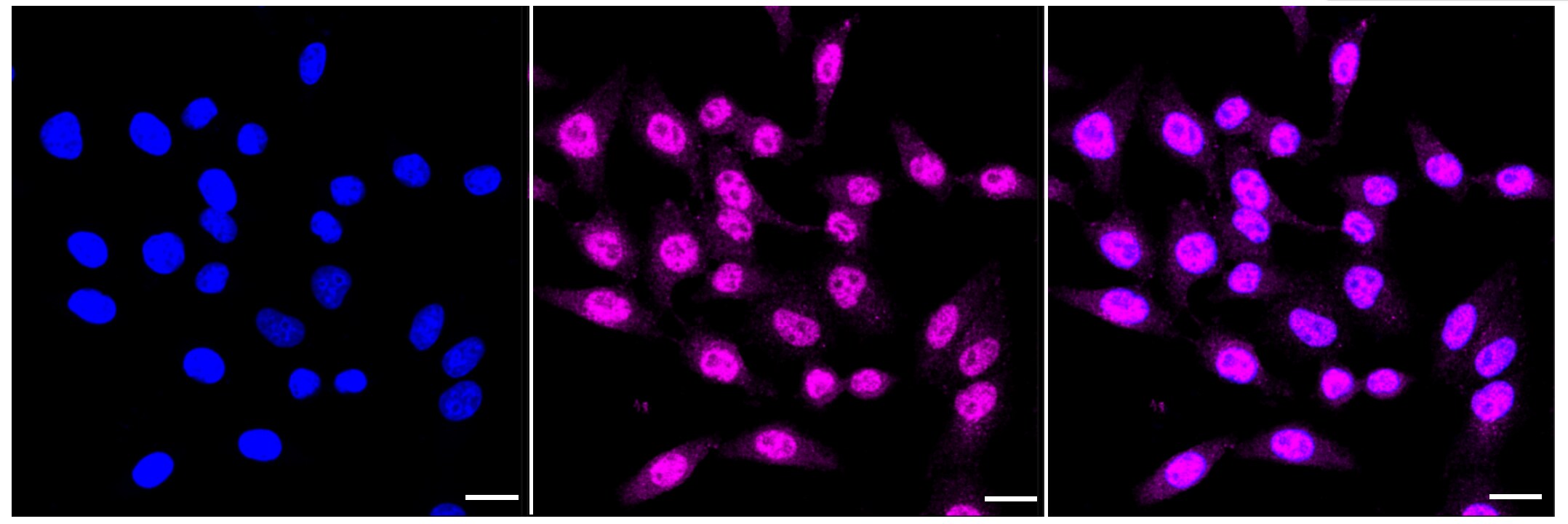 USP13 Antibody (23GB4250)