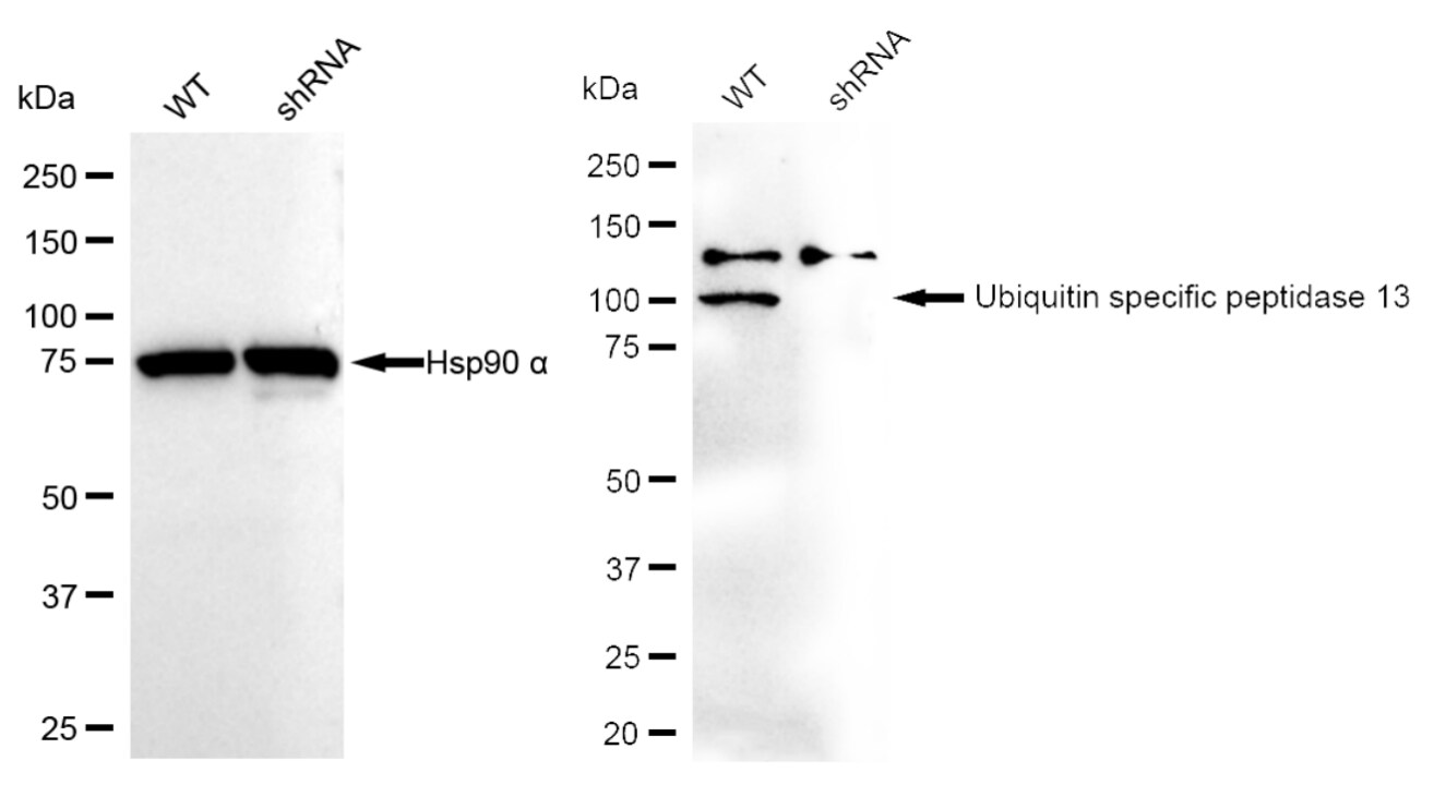 USP13 Antibody (23GB4250)