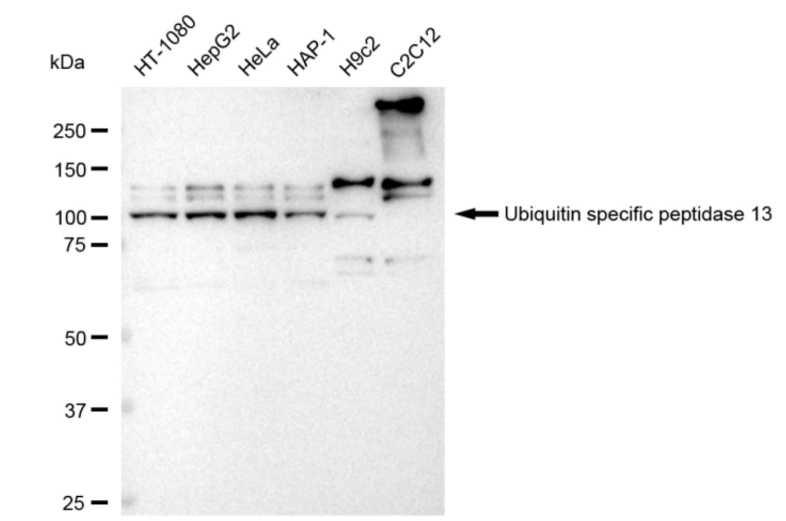 USP13 Antibody (23GB4250)