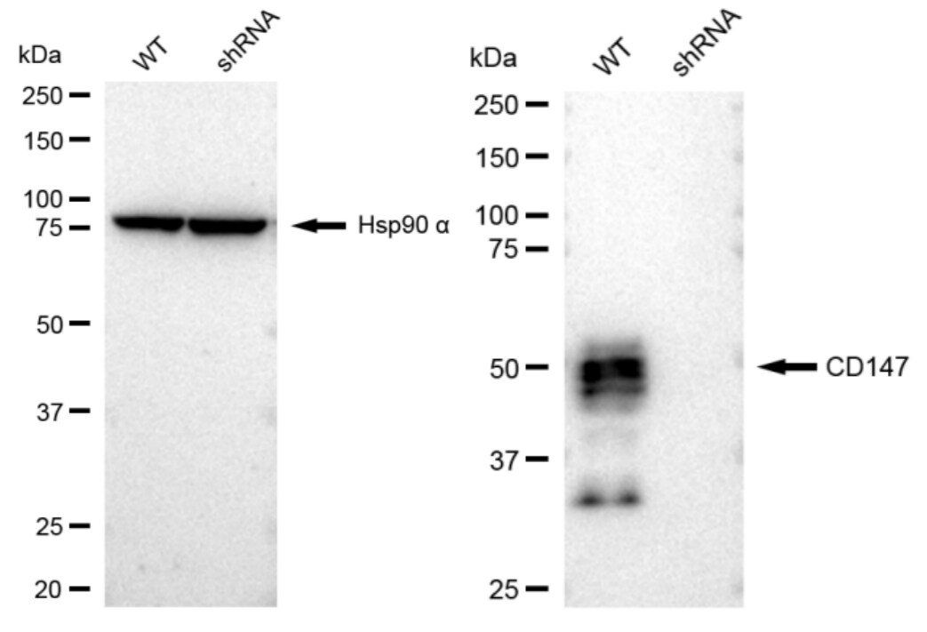 EMMPRIN/CD147 Antibody (23GB1400)
