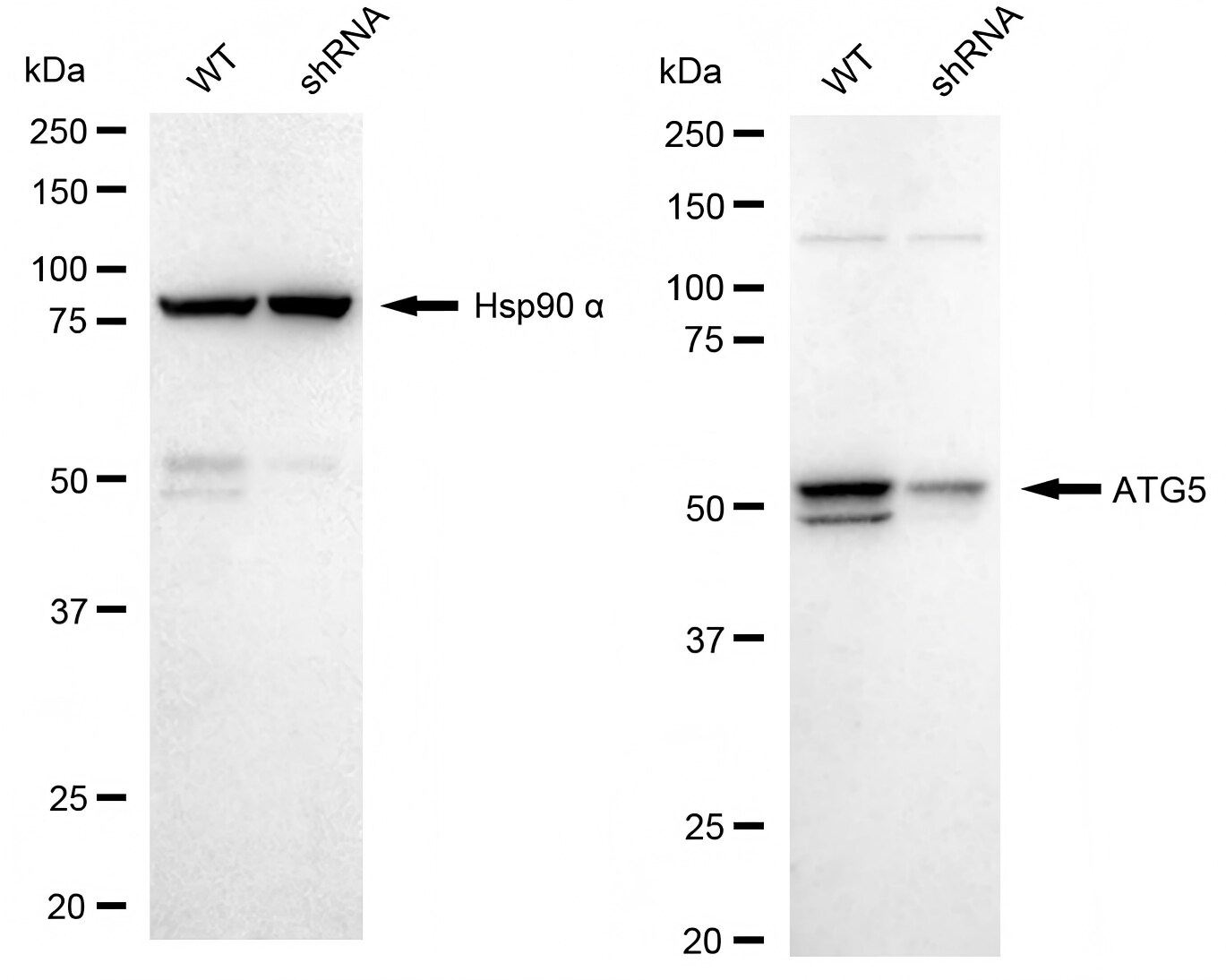 ATG5 Antibody (23GB1870)