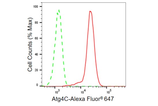 ATG4C Antibody (23GB670)