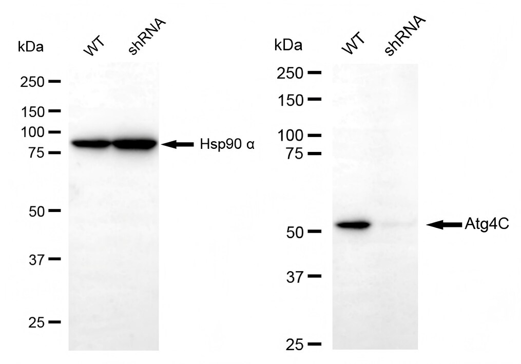 ATG4C Antibody (23GB670)