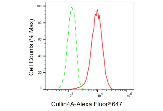 Cullin 4a Antibody (23GB790)