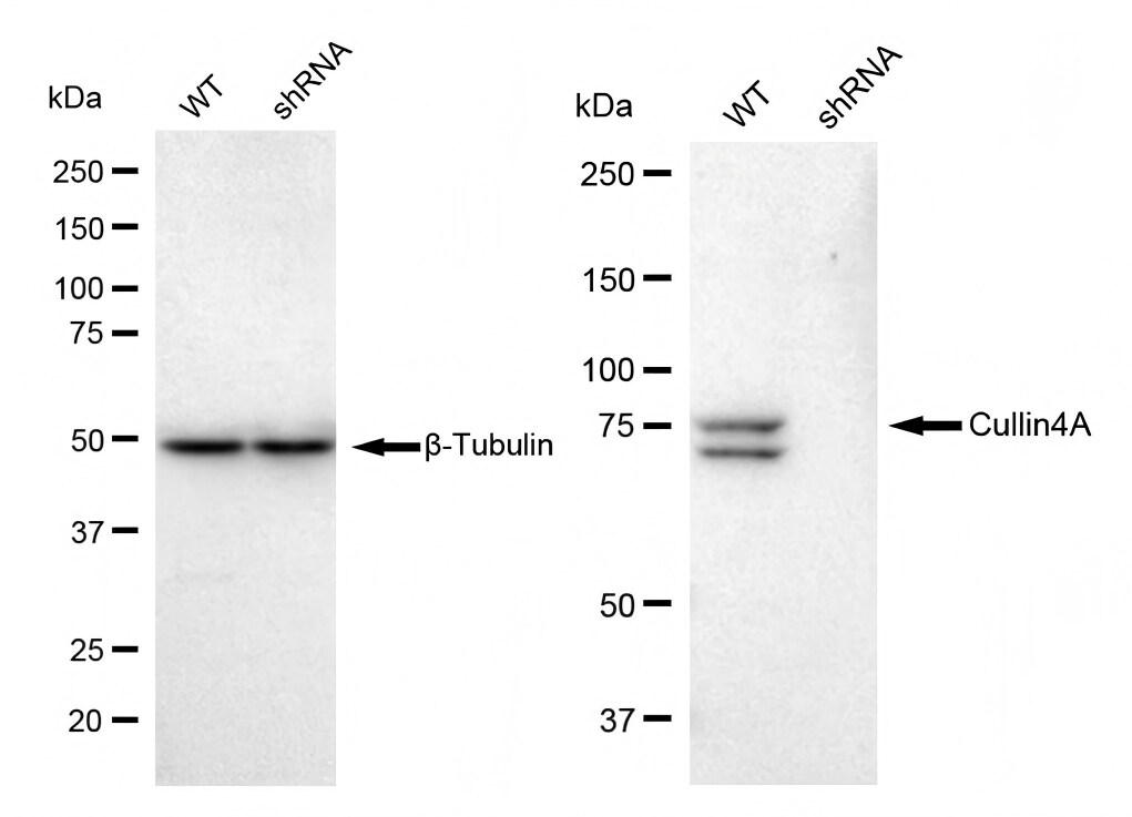 Cullin 4a Antibody (23GB790)