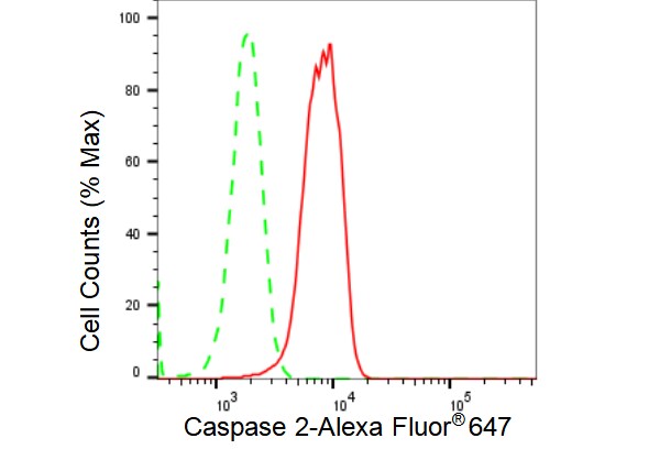 Caspase-2 Antibody (23GB4375)
