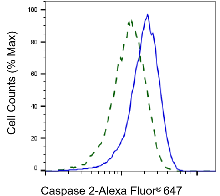 Caspase-2 Antibody (23GB4375)