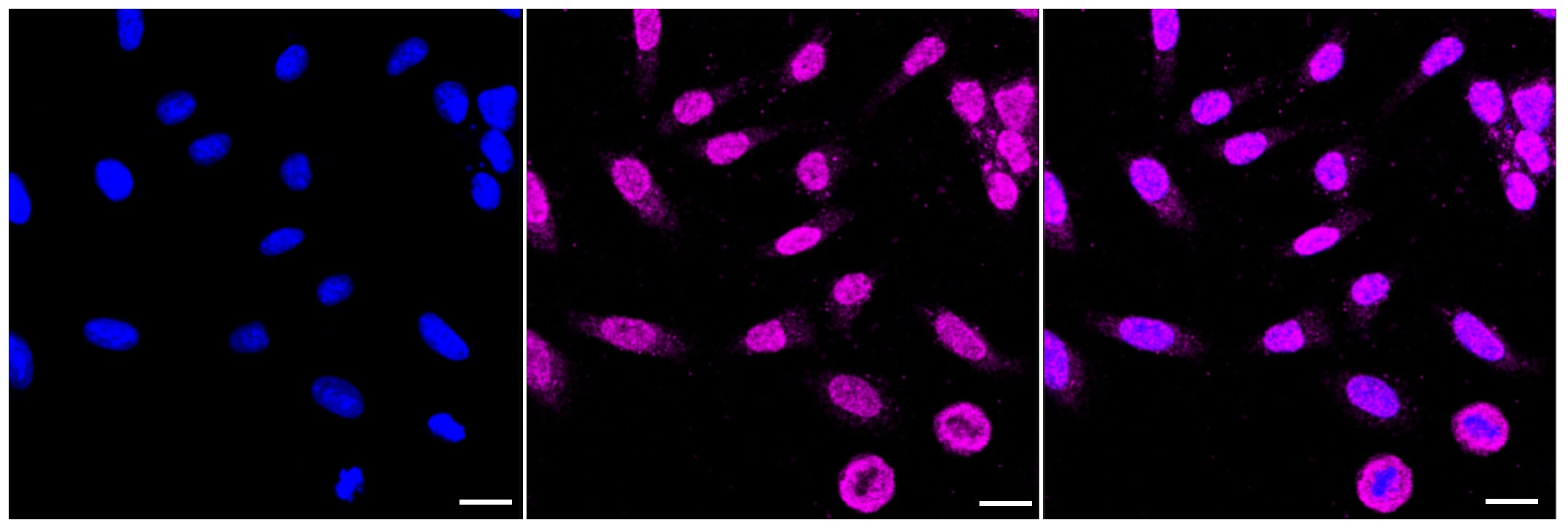 Caspase-2 Antibody (23GB4375)