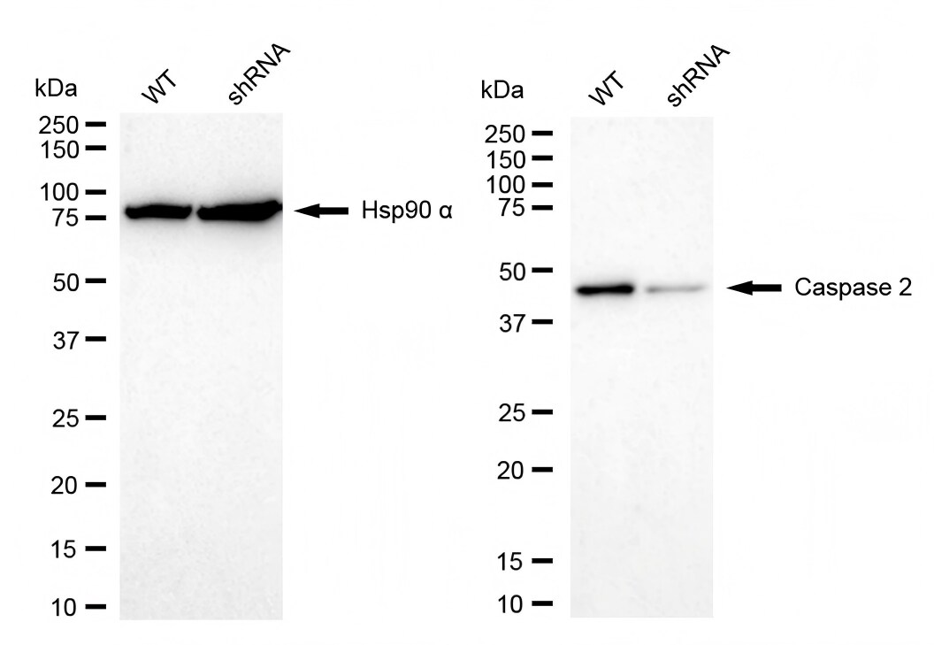 Caspase-2 Antibody (23GB4375)