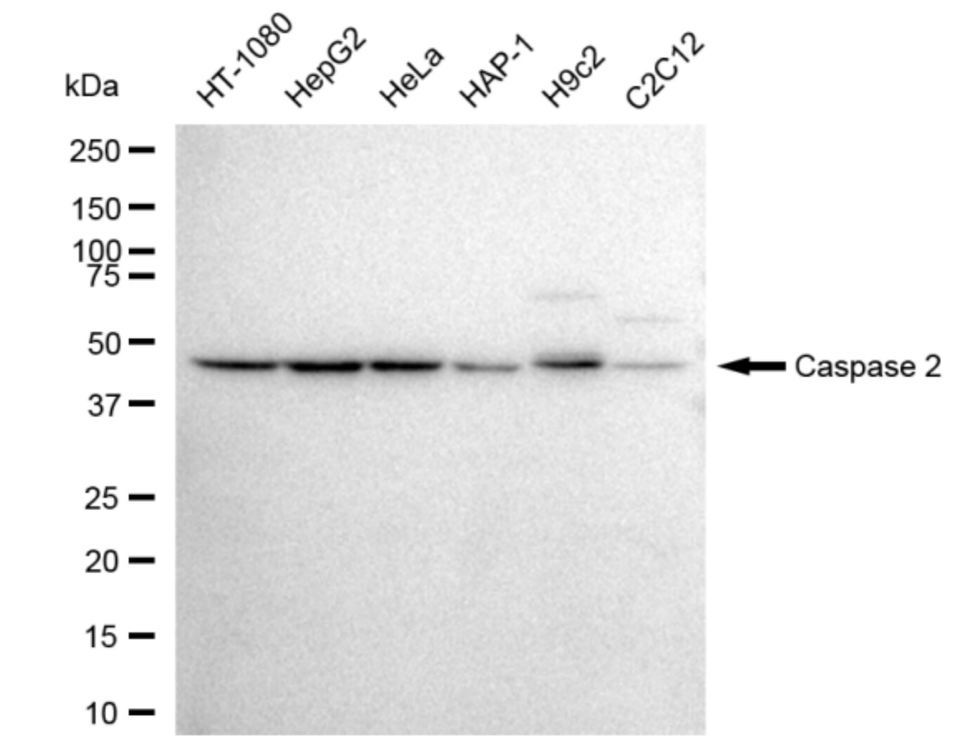 Caspase-2 Antibody (23GB4375)